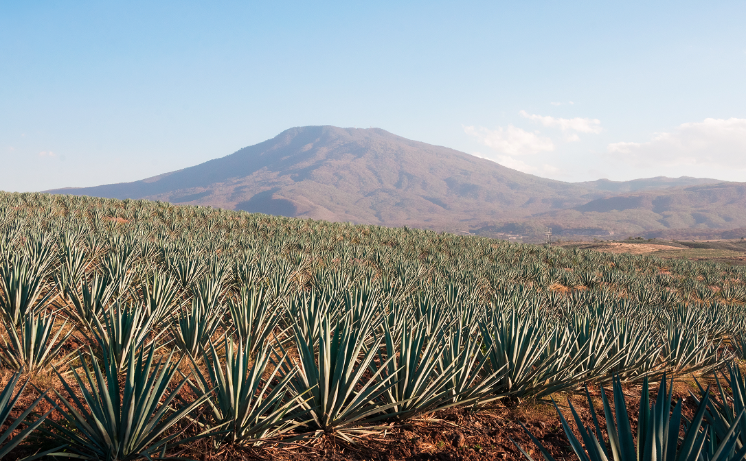1086z672 agave plant.png